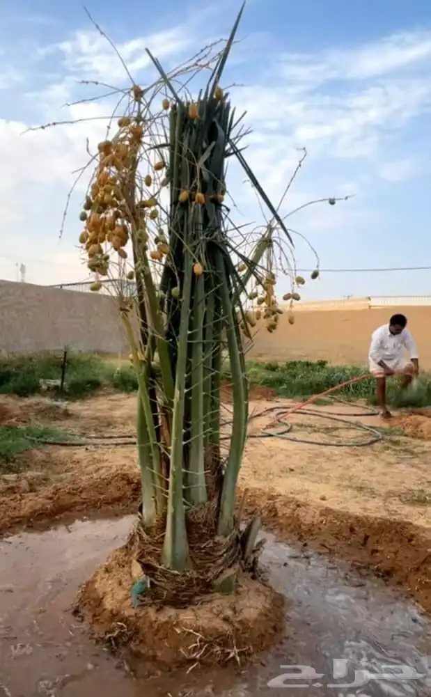 نخل خلاص فسائل 0
