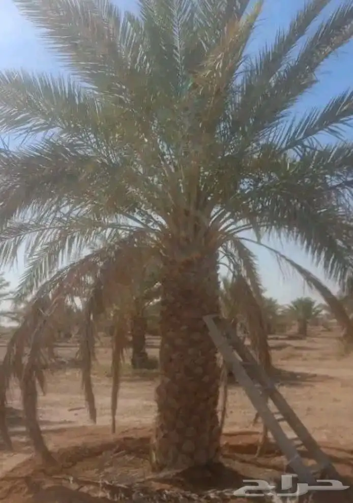 نخيل برحي وخلاص وخضري كما يوجد لدينا واشنطني 6