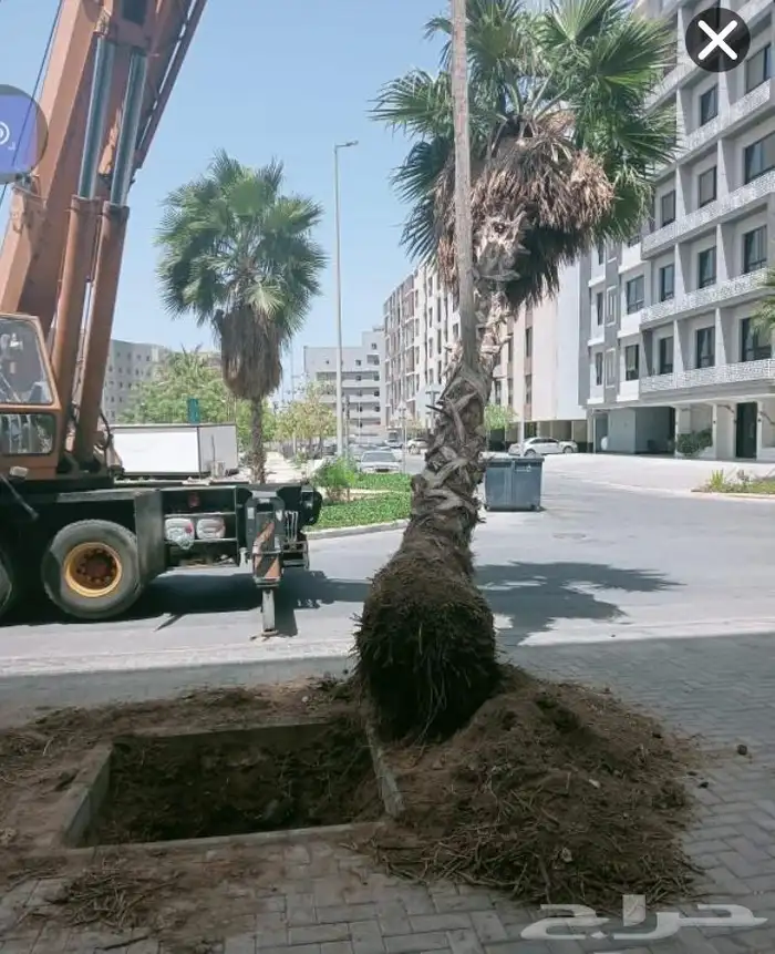 قص وتزيين اجدار 3