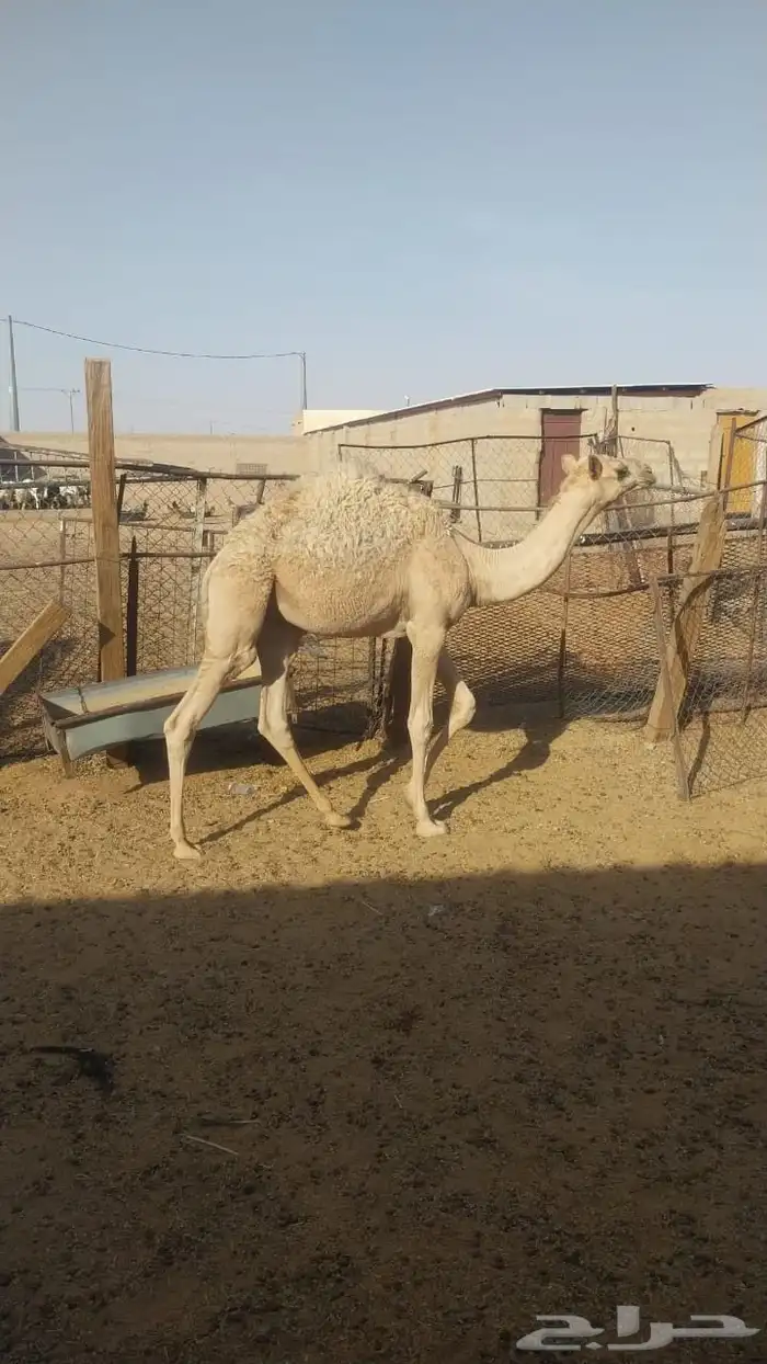 حاشي للبيع 3