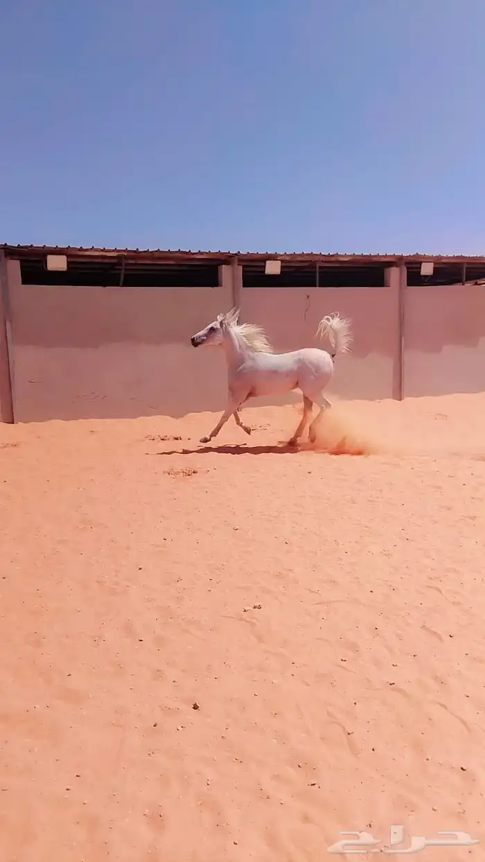 خيل للبيع افرس واحصنه ورق وشعبي 9