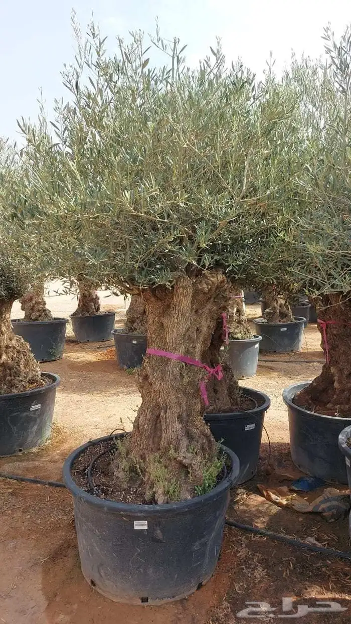 زيتون معمر للبيع لتواصل 2