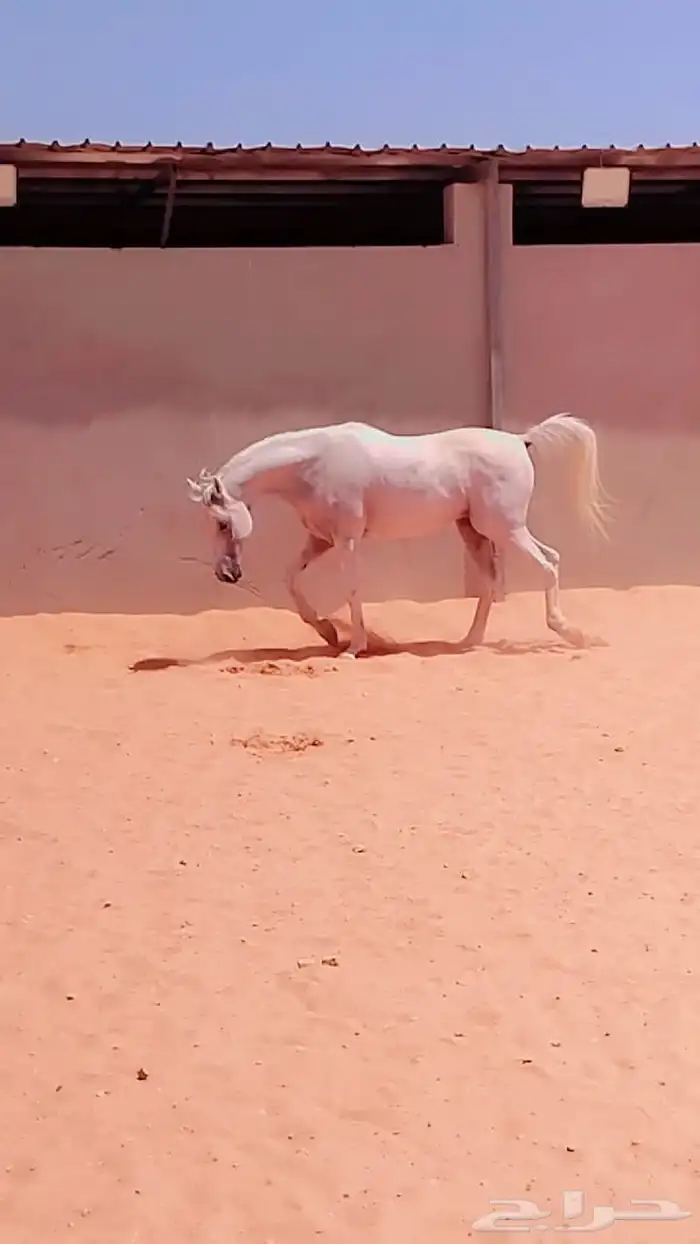 خيل للبيع افرس واحصنه ورق وشعبي 10