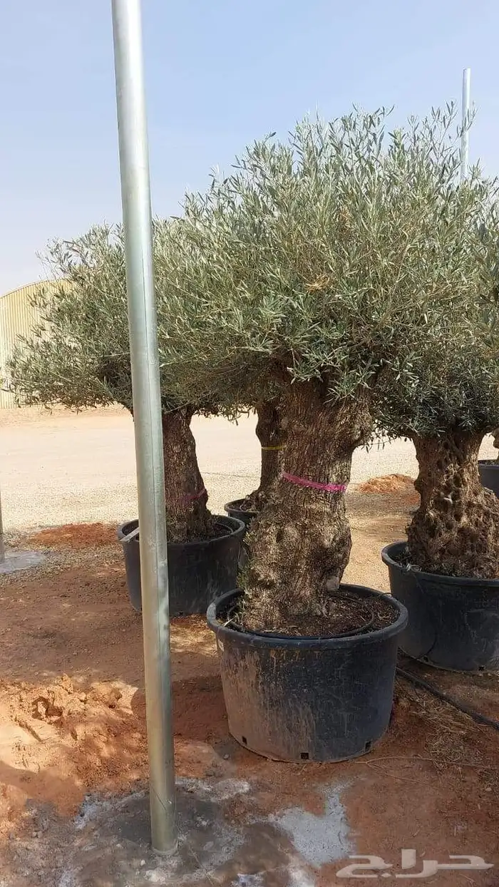 زيتون معمر للبيع لتواصل 3