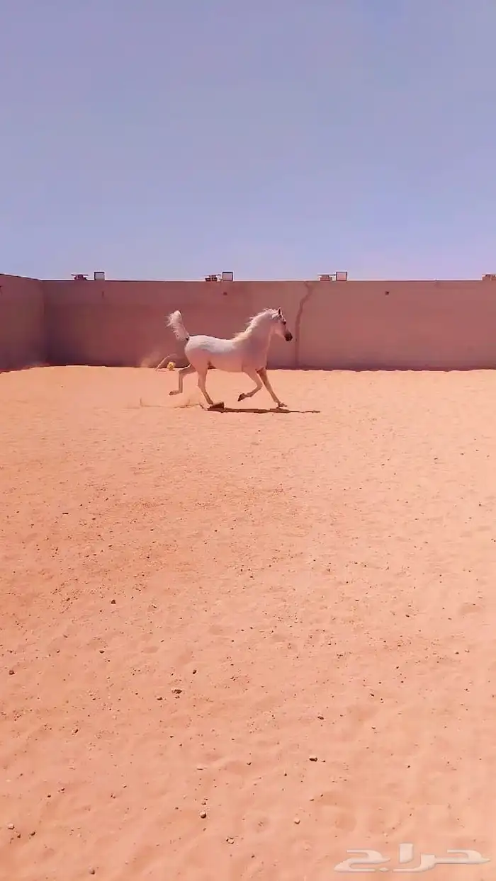 خيل للبيع افرس واحصنه ورق وشعبي 7