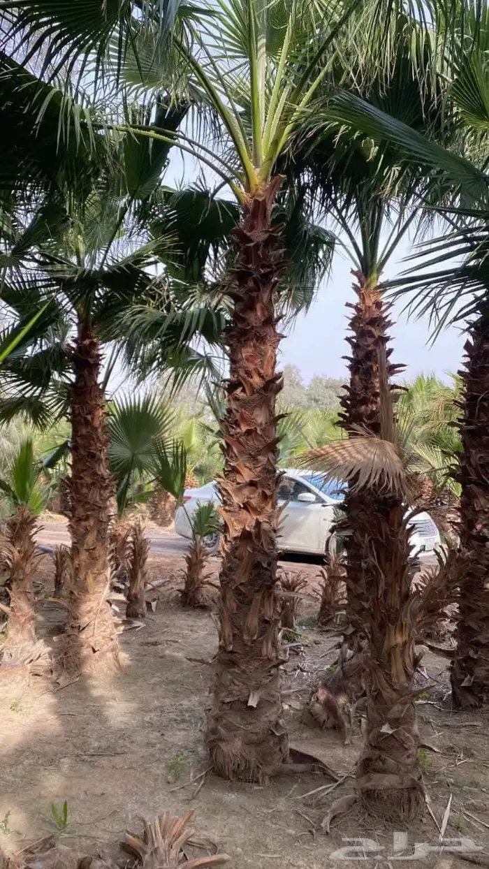 لبيع انخل الواشنطن لبيع نخيل الواشنطن لبيع نخيل الواشنطونيا 5
