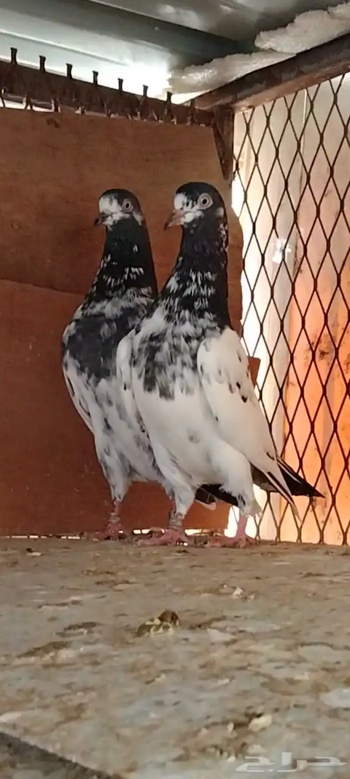 تم البيع للبيع 0