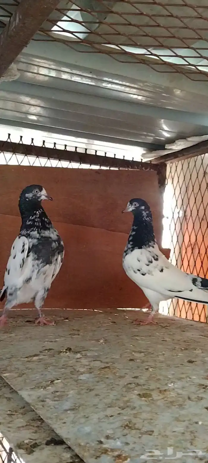 تم البيع للبيع 4