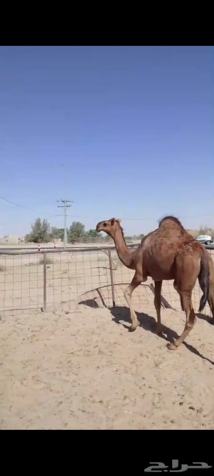 تم البيع 1
