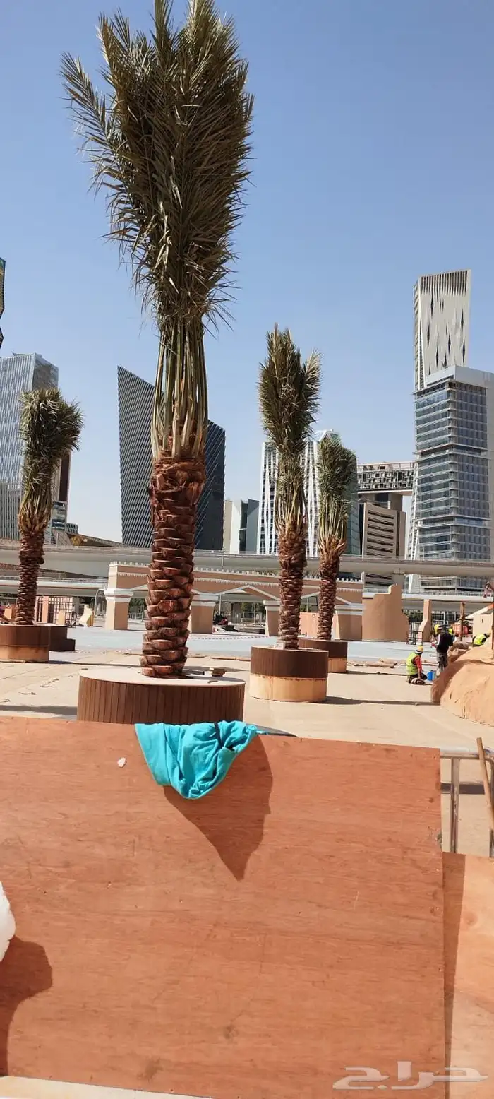 نخل خلاص برحي سكري 0