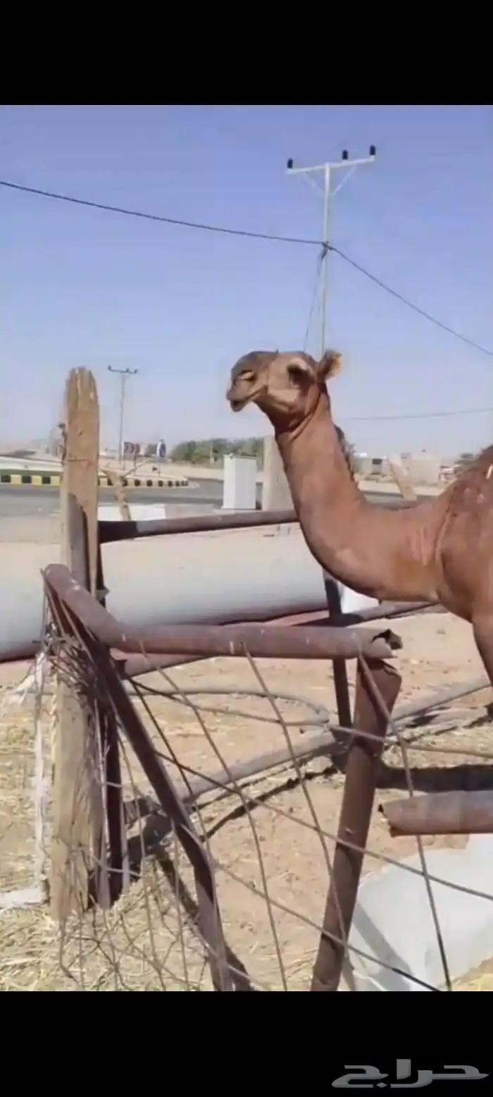 تم البيع 0