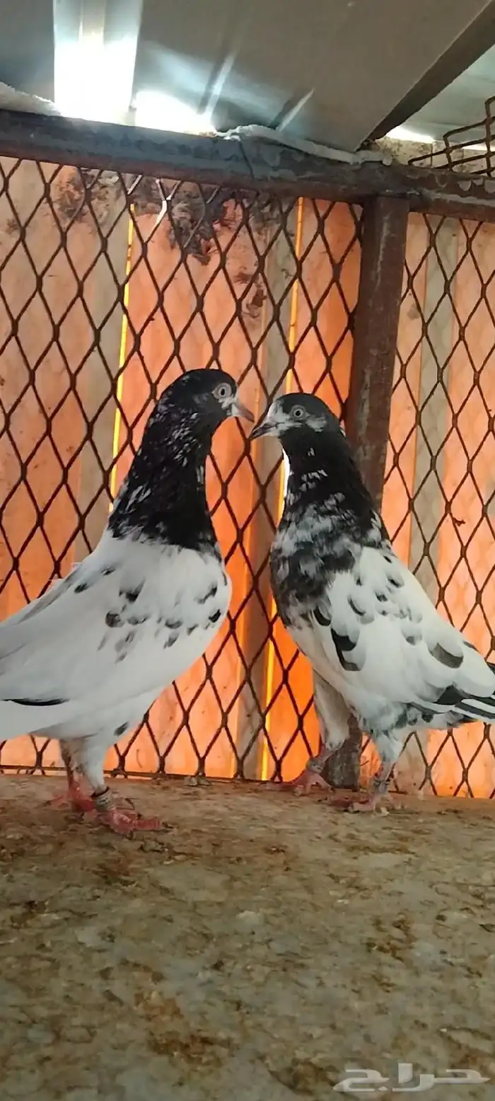 تم البيع للبيع 5