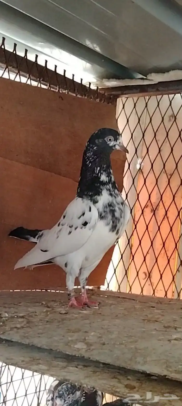 تم البيع للبيع 2