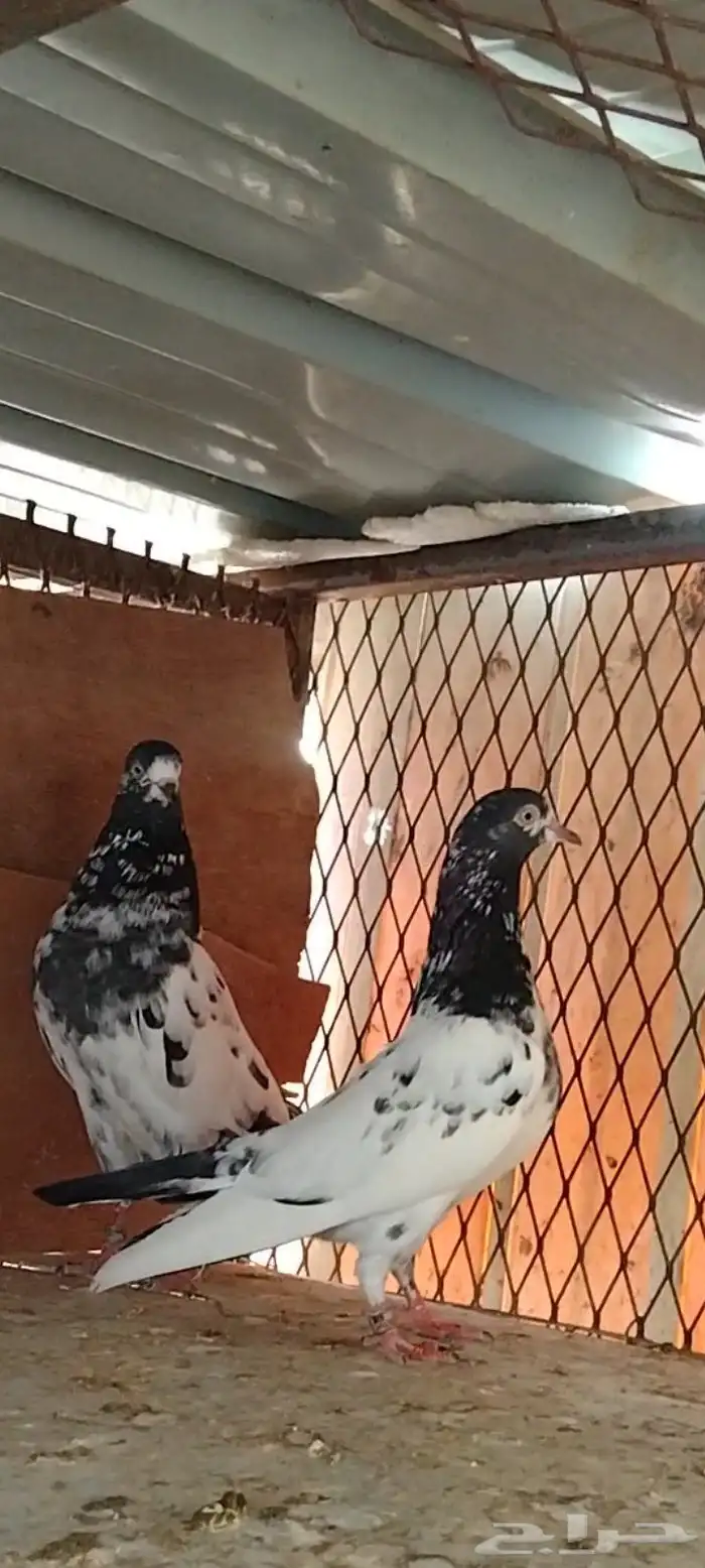 تم البيع للبيع 3