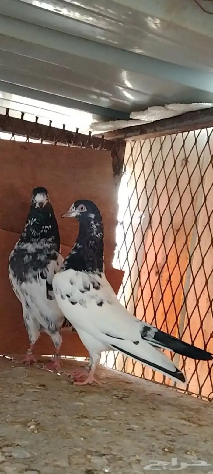 تم البيع للبيع 7