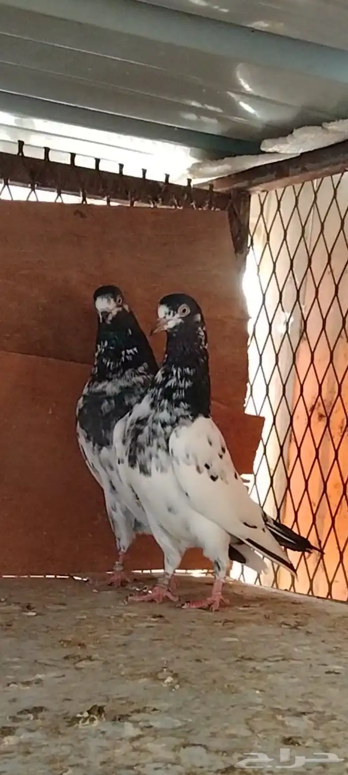 تم البيع للبيع 6