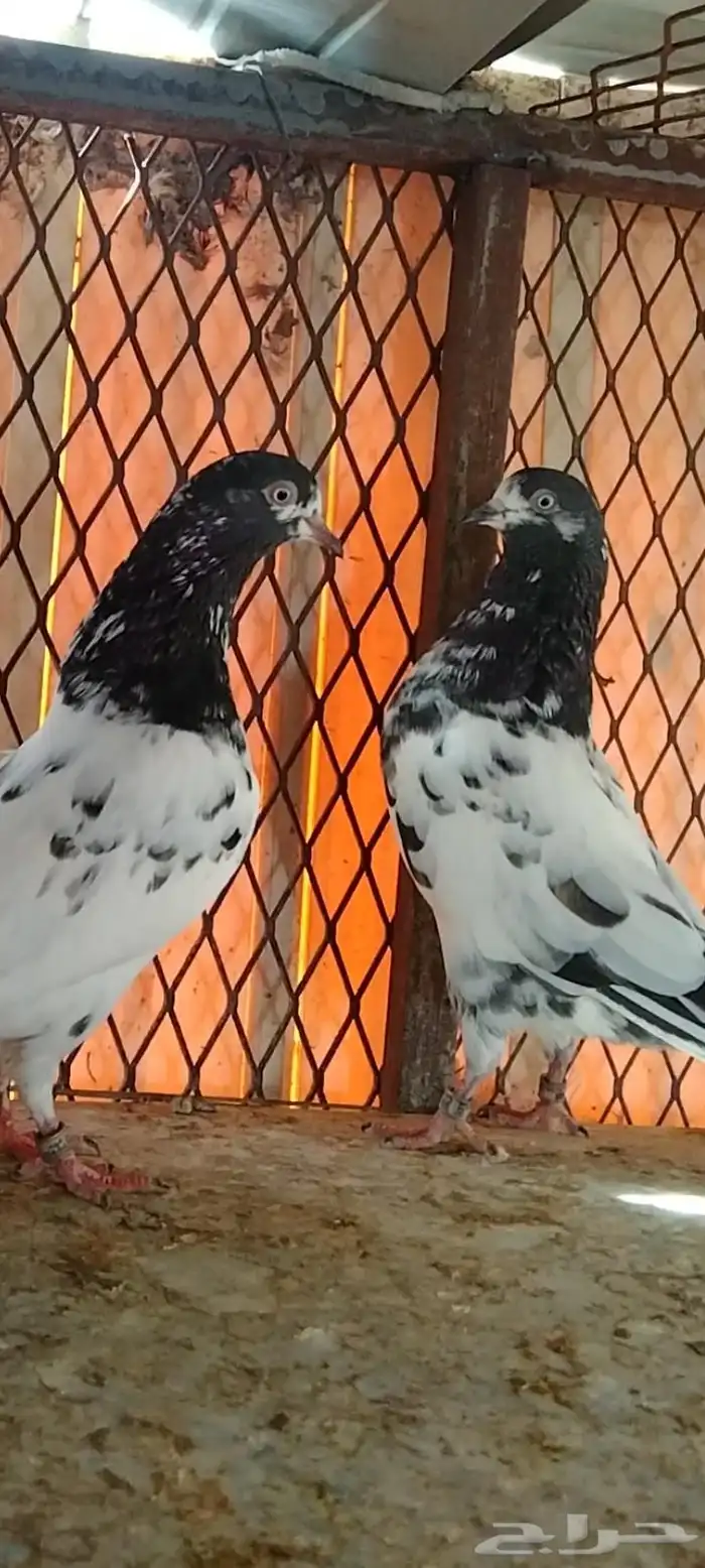 تم البيع للبيع 8