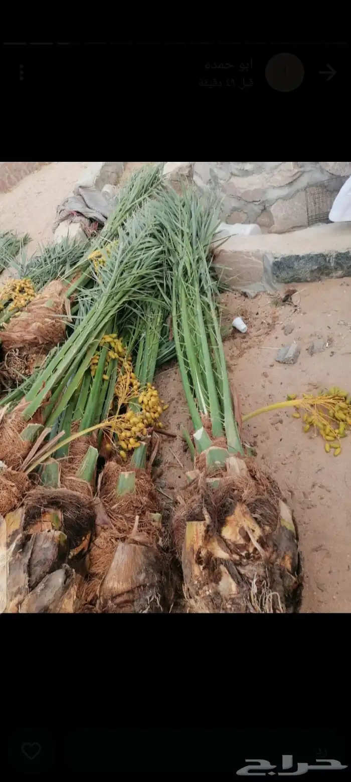 توريد نخل مثمر حائل شملي بقعا 2