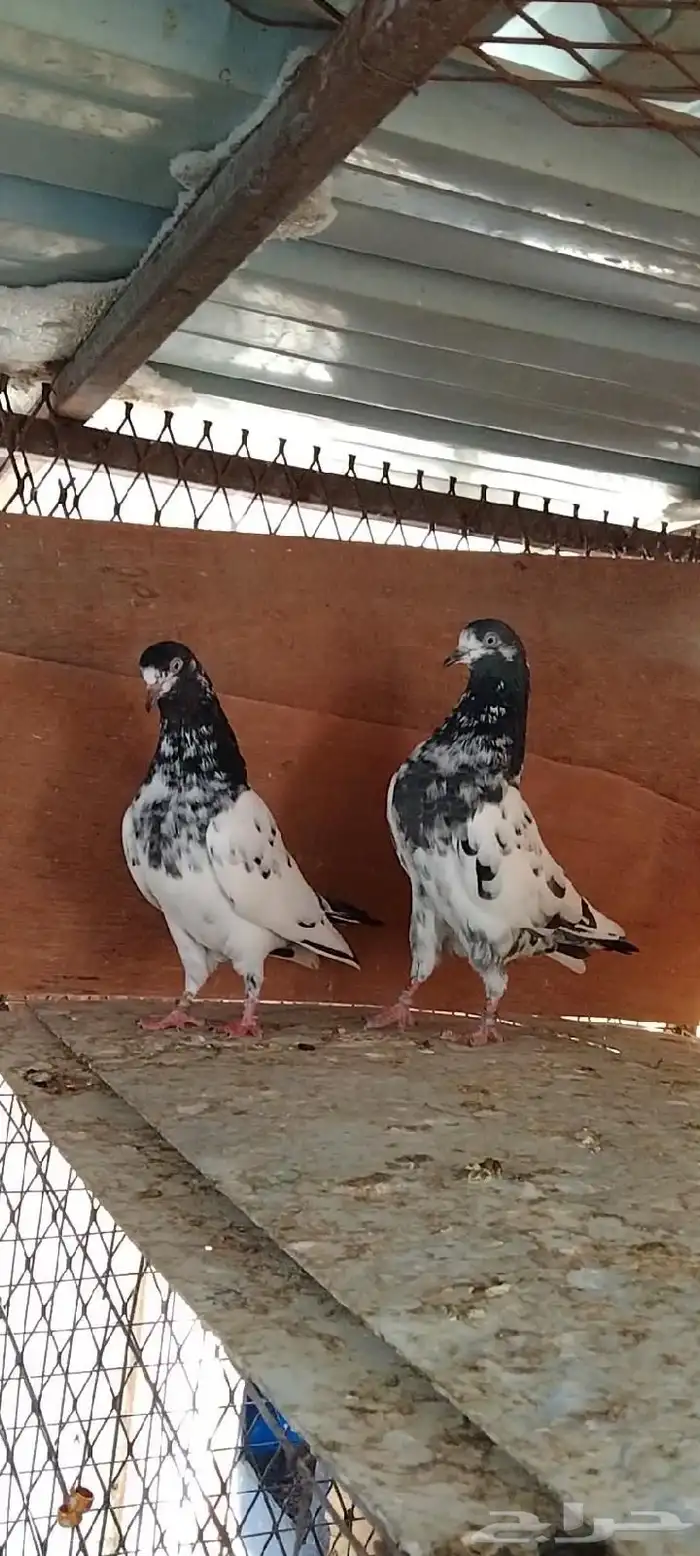 تم البيع للبيع 1