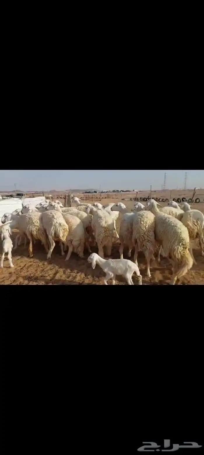 رخال مقنوي دفيع ثنيه جذعه تم البيع 0