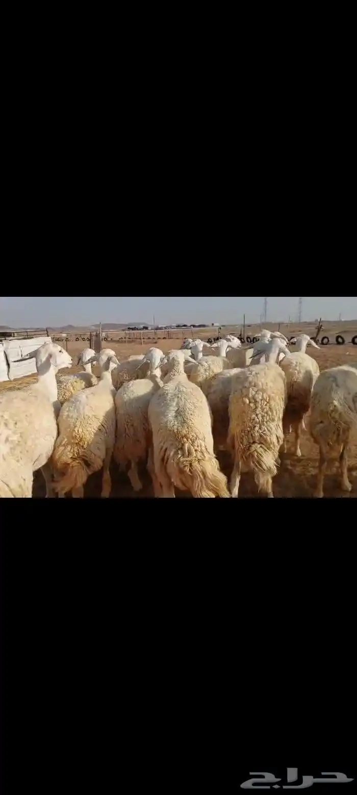 رخال مقنوي دفيع ثنيه جذعه تم البيع 1