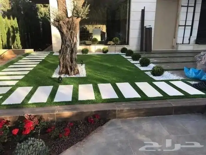 شجر زيتون اسباني ووطني 3