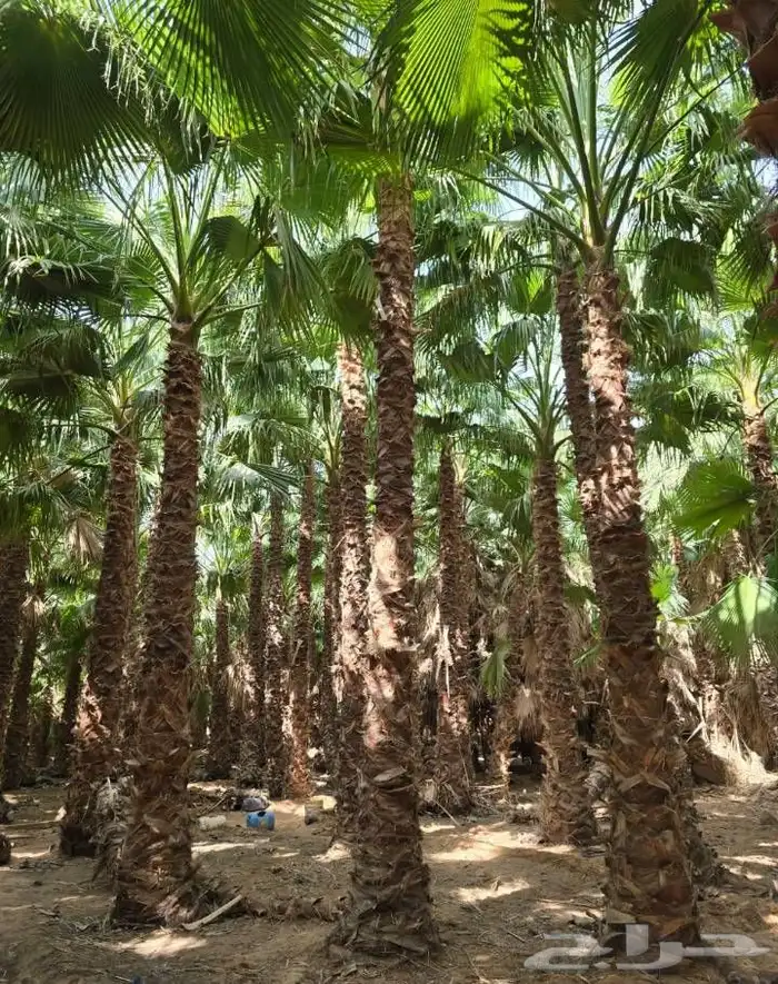 زراعه.النخيل.وتركيب.الشبوك 5