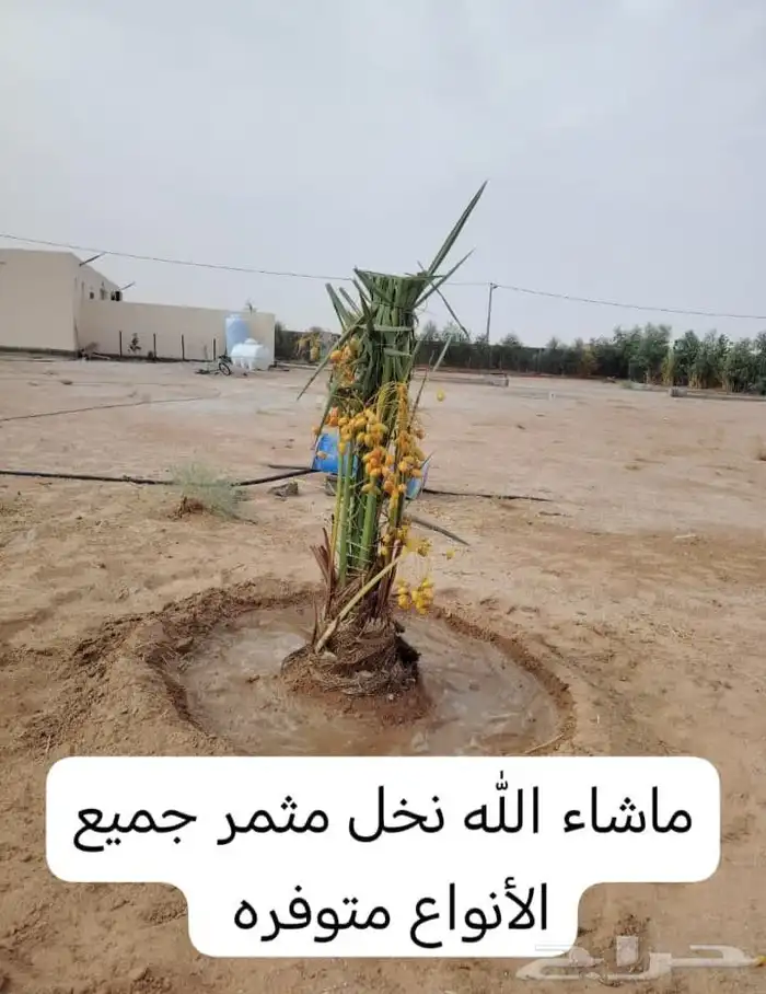 نخل خلاص فسائل 2