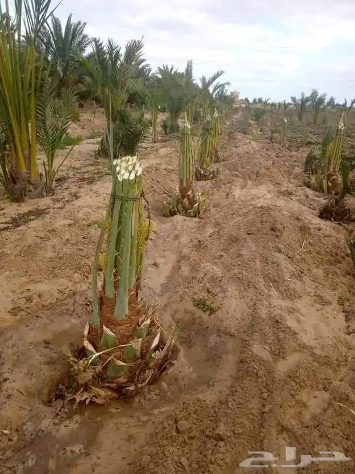 نقوم بتوريد وقلاع الفصائل وزراعتها 4