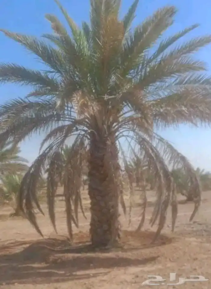 نخيل برحي وخلاص وخضري كما يوجد لدينا واشنطني 1