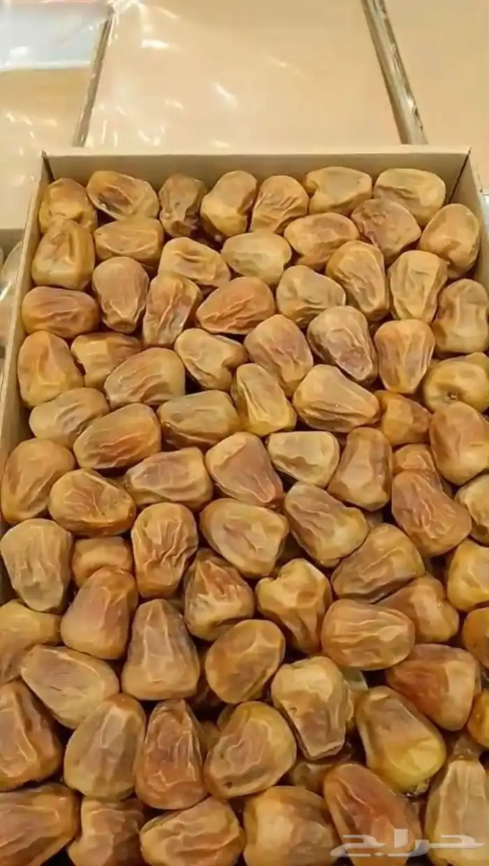 عندي مفتل سعر جمله وعندي عجوه 3