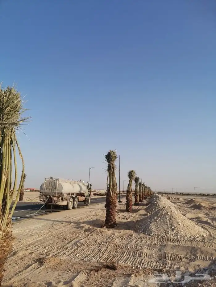 مقول نخل وشبوك 8
