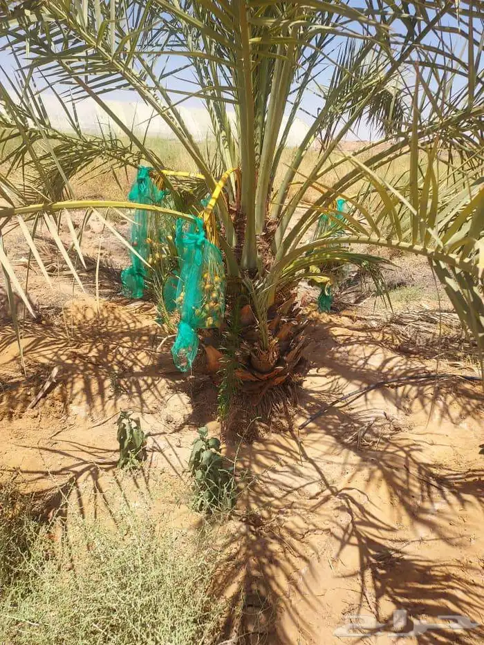 يتوفر لدينا 0جميع الانواع 1