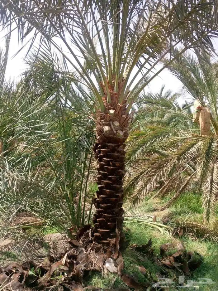 متوفر لدينا نخل للبيع مكه جده الطايف نخل بجميع المقاسات 9