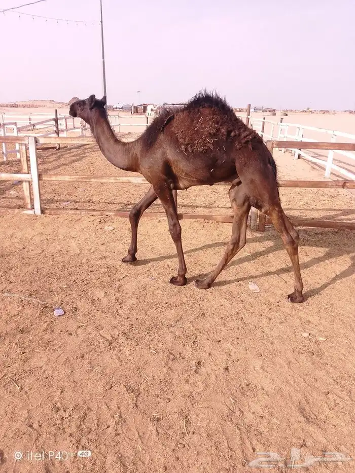 للبيع قعود 0