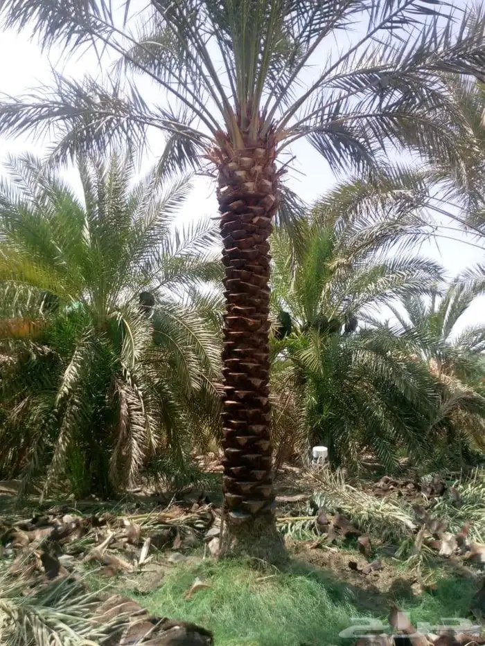 متوفر لدينا نخل للبيع مكه جده الطايف نخل بجميع المقاسات 6