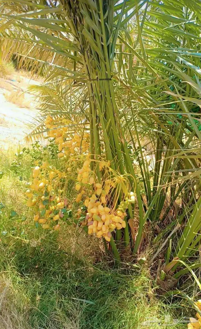 نخل خلاص فسائل 3