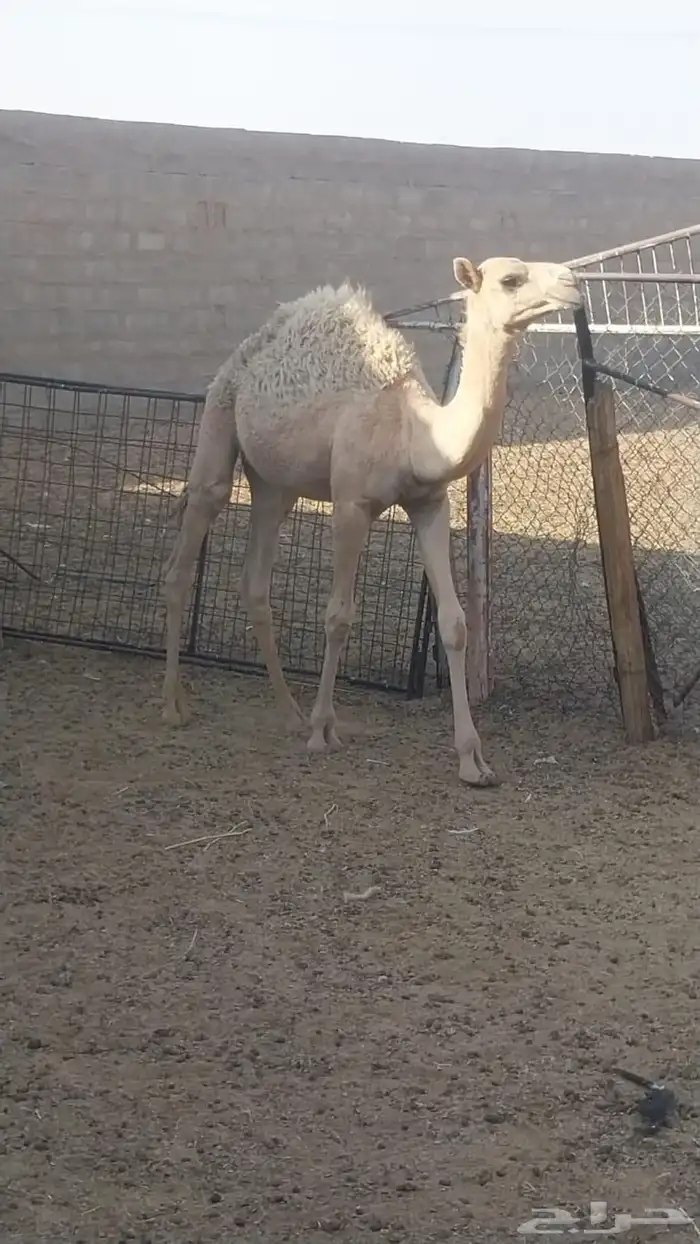 حاشي للبيع 0
