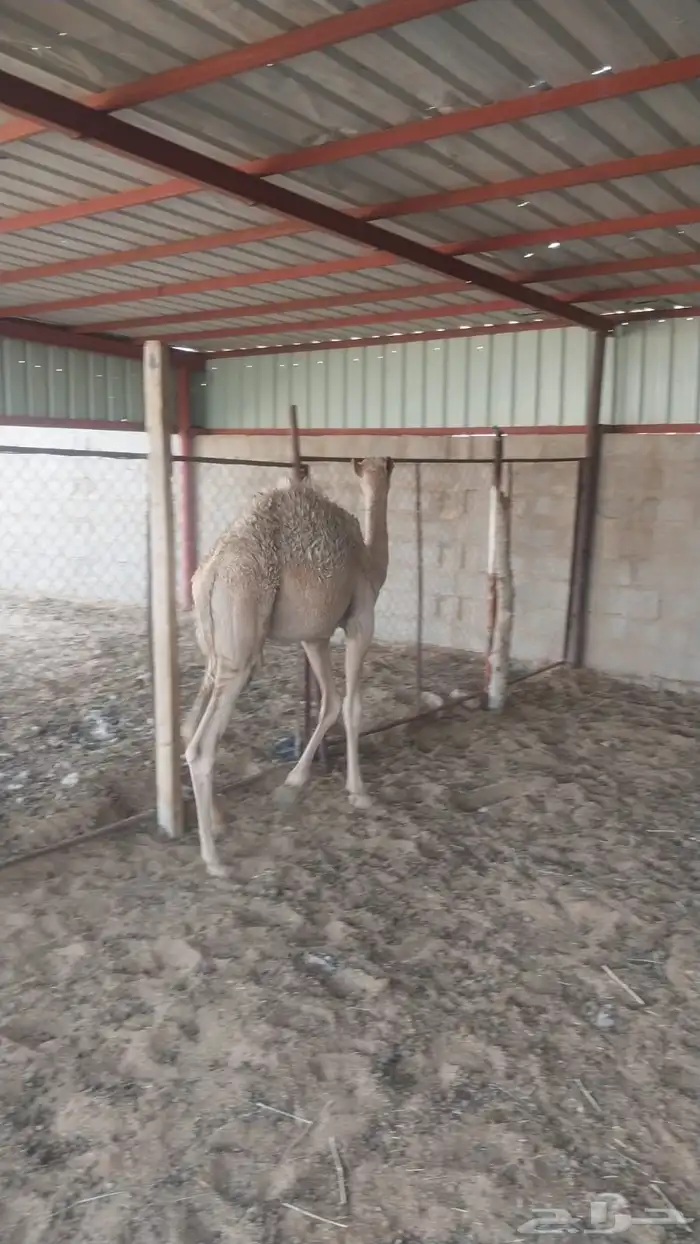 حاشي للبيع 1