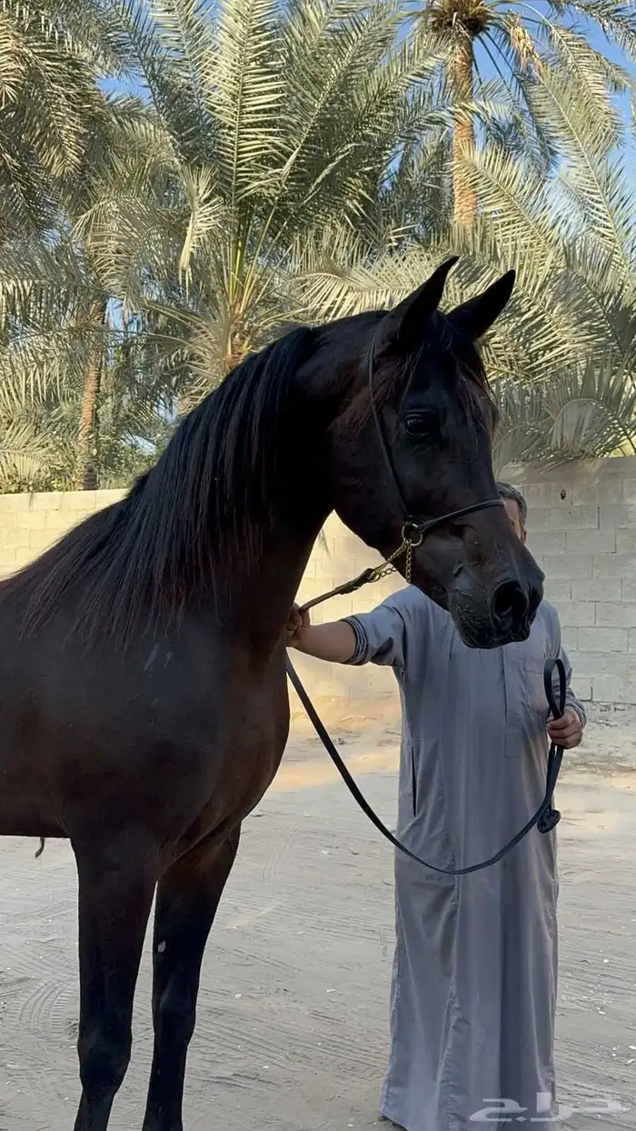 تأجير خيول وحنطور وجمال مع شداد تراسي جمال ركبي رحول زلول 1