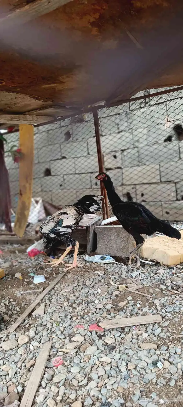 دجاج سندي صافي 0