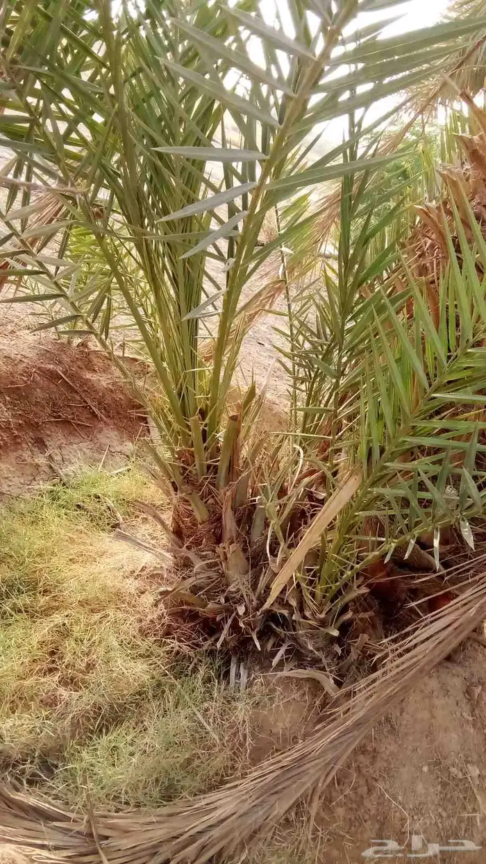 نقوم بتوريد وقلاع الفصائل وزراعتها 2