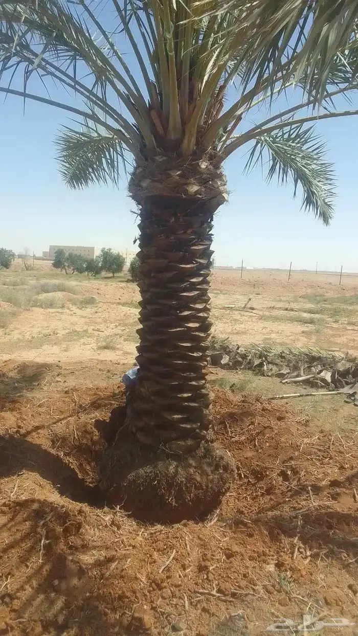 نخيل برحي وخلاص وخضري كما يوجد لدينا واشنطني 0