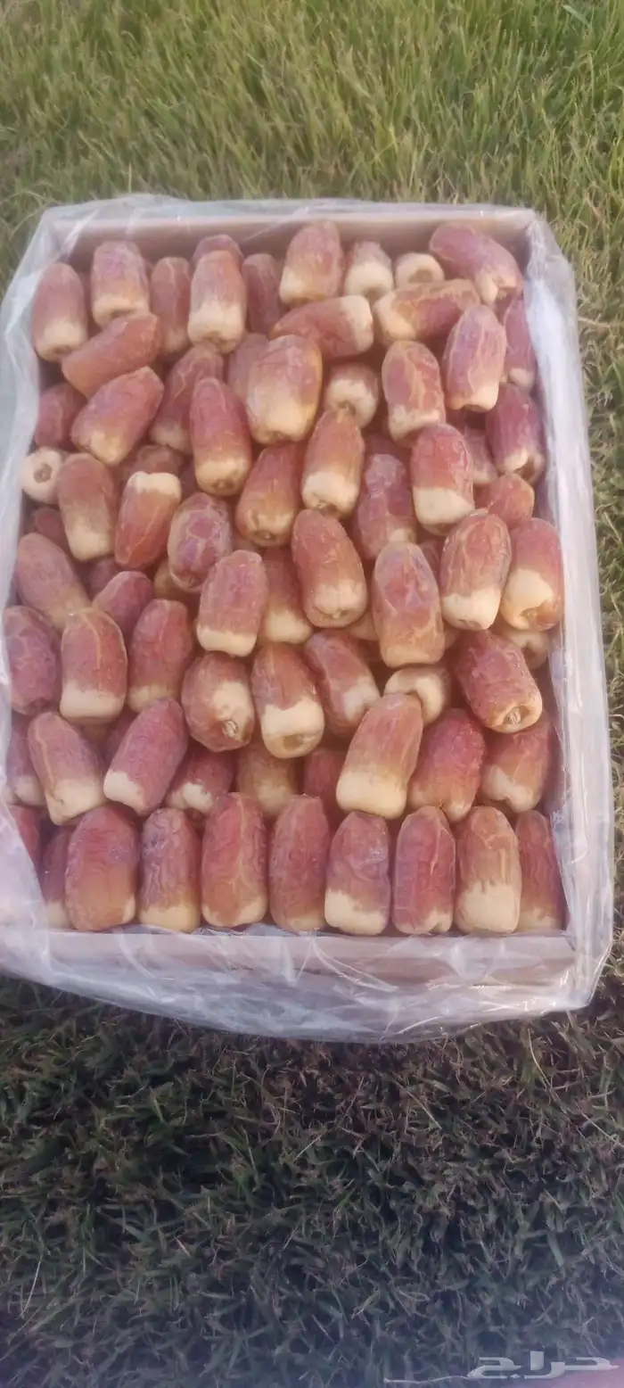 نخيل خلاص وشيشي وهلالي وصقعي 10