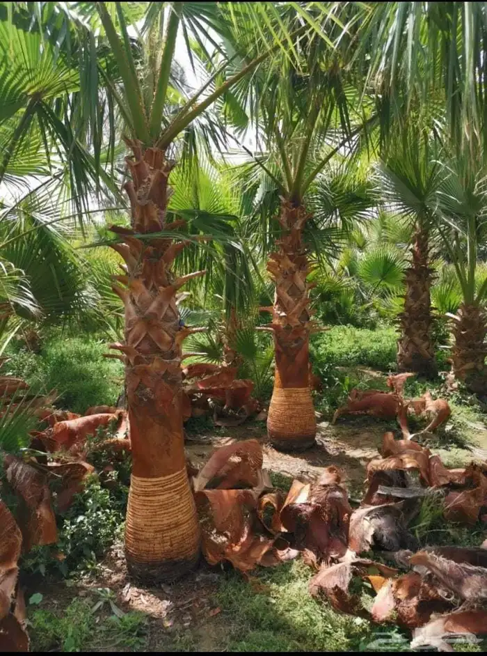نخيل واشنطني للبيع اقل الاسعار 6