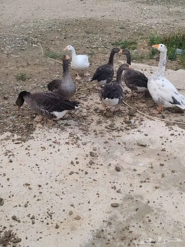 وز بلدي . 7