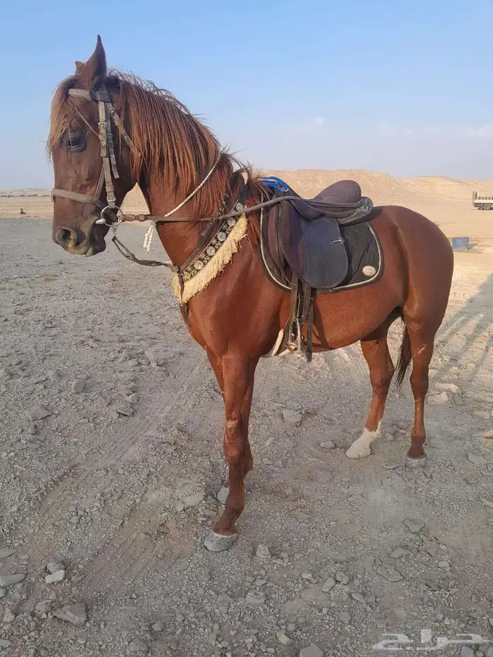 تأجير خيول وحنطور وجمال مع شداد تراسي جمال ركبي رحول زلول 9