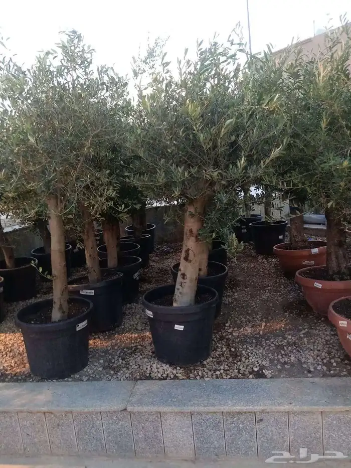 شجر زيتون اسباني ووطني 2