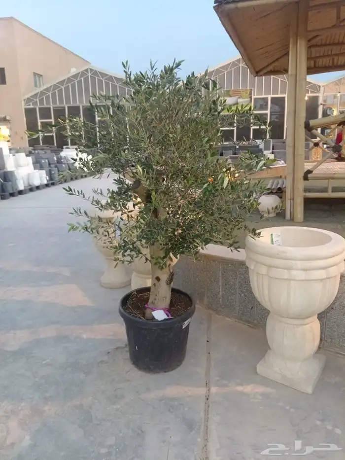 شجر زيتون اسباني ووطني 1