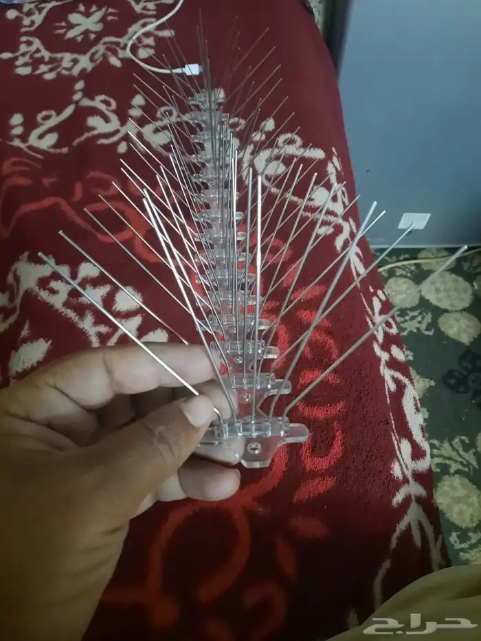 طارد الحمام المدين  المنور  مندوب اجمل 0